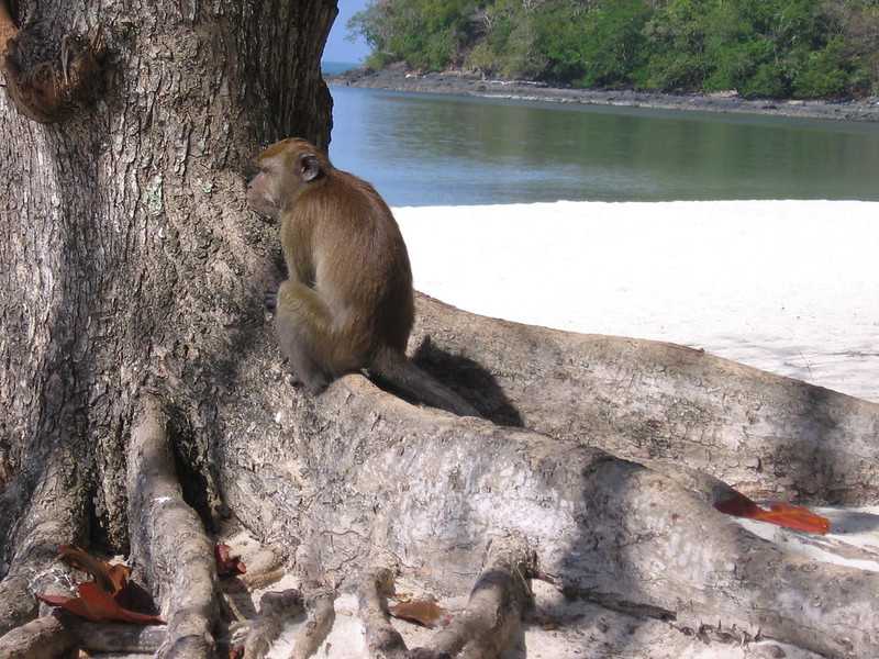 A monkey at Pulau Beras Basah