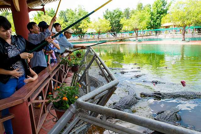 Crocodiles at Suoi Tien Theme Park