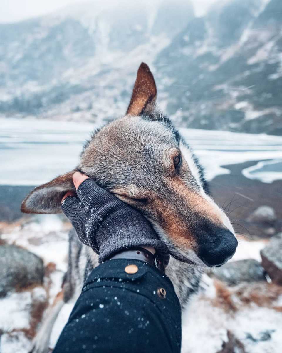 Sitka the wolf dog