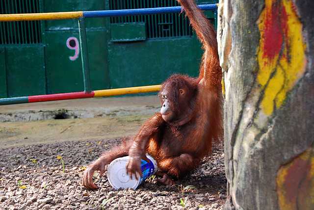 Orangutan at Ragunan Zoo