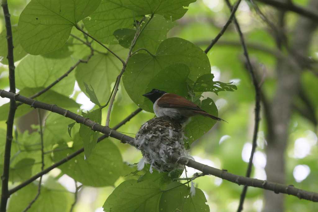 Paradise Flycatcher in Seychelles