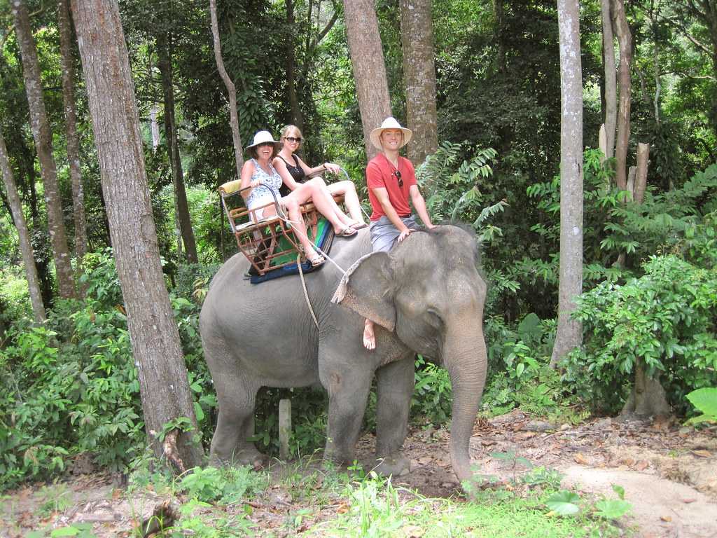 bangkok elephant tour