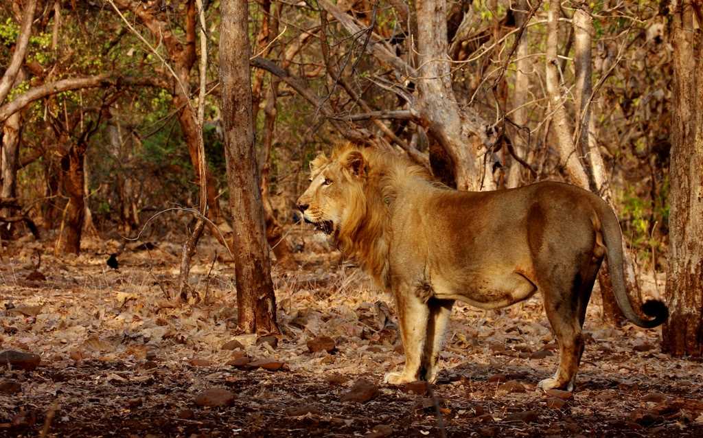 Asiatic Lion, Gir National Park