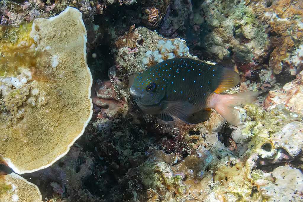 Marine Life in Laem Ka Beach