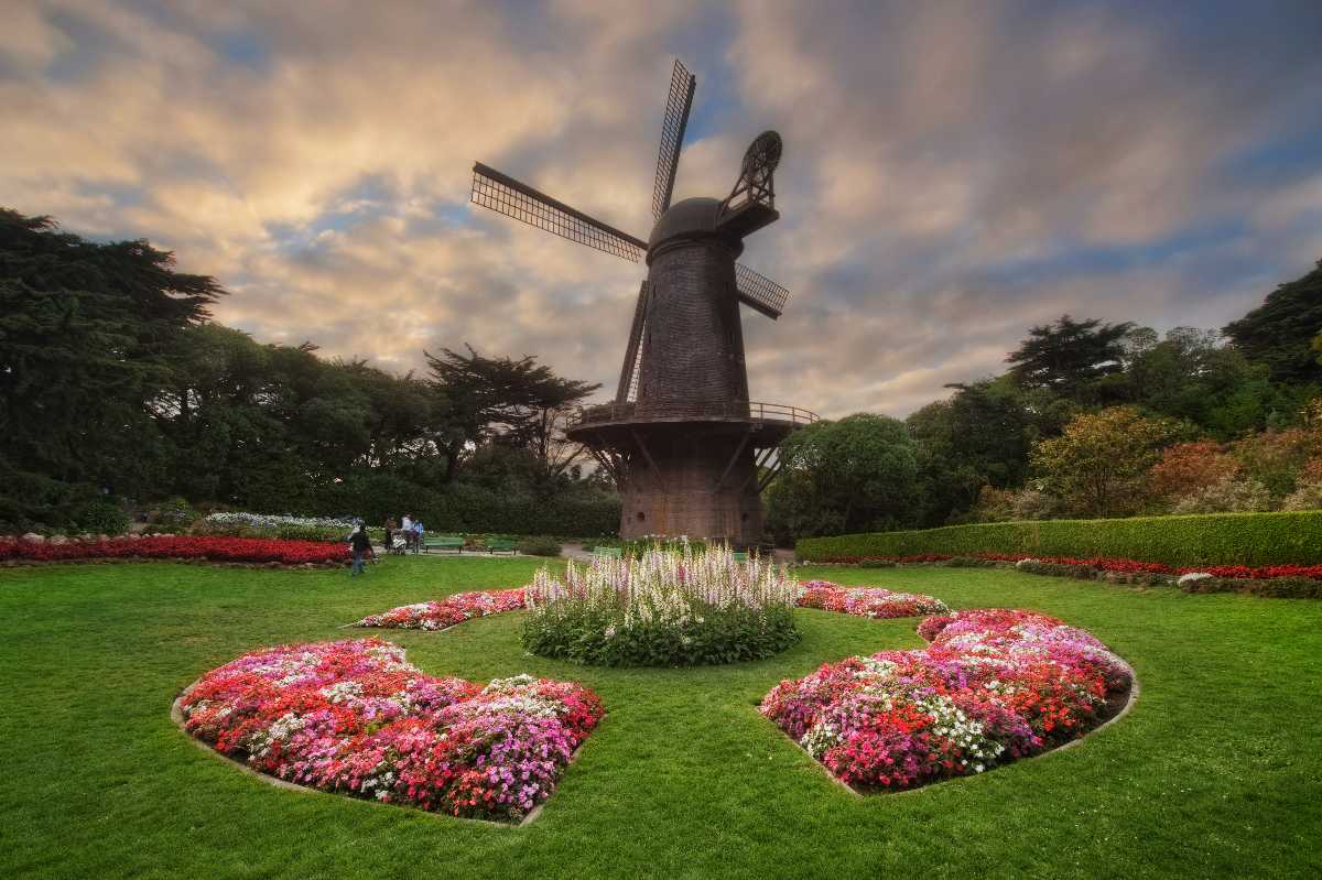 Queen Wilhelmina Tulip Garden, San Francisco (2024) Images, Timings