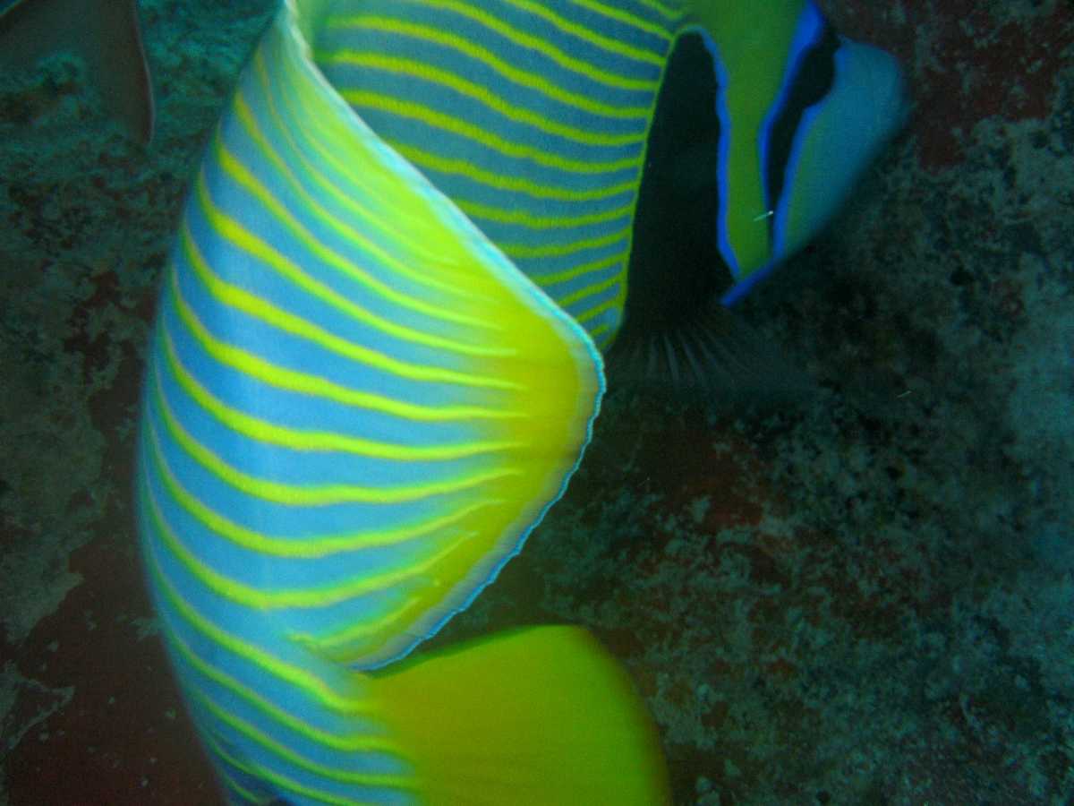 angelfish, Wildlife in Seychelles