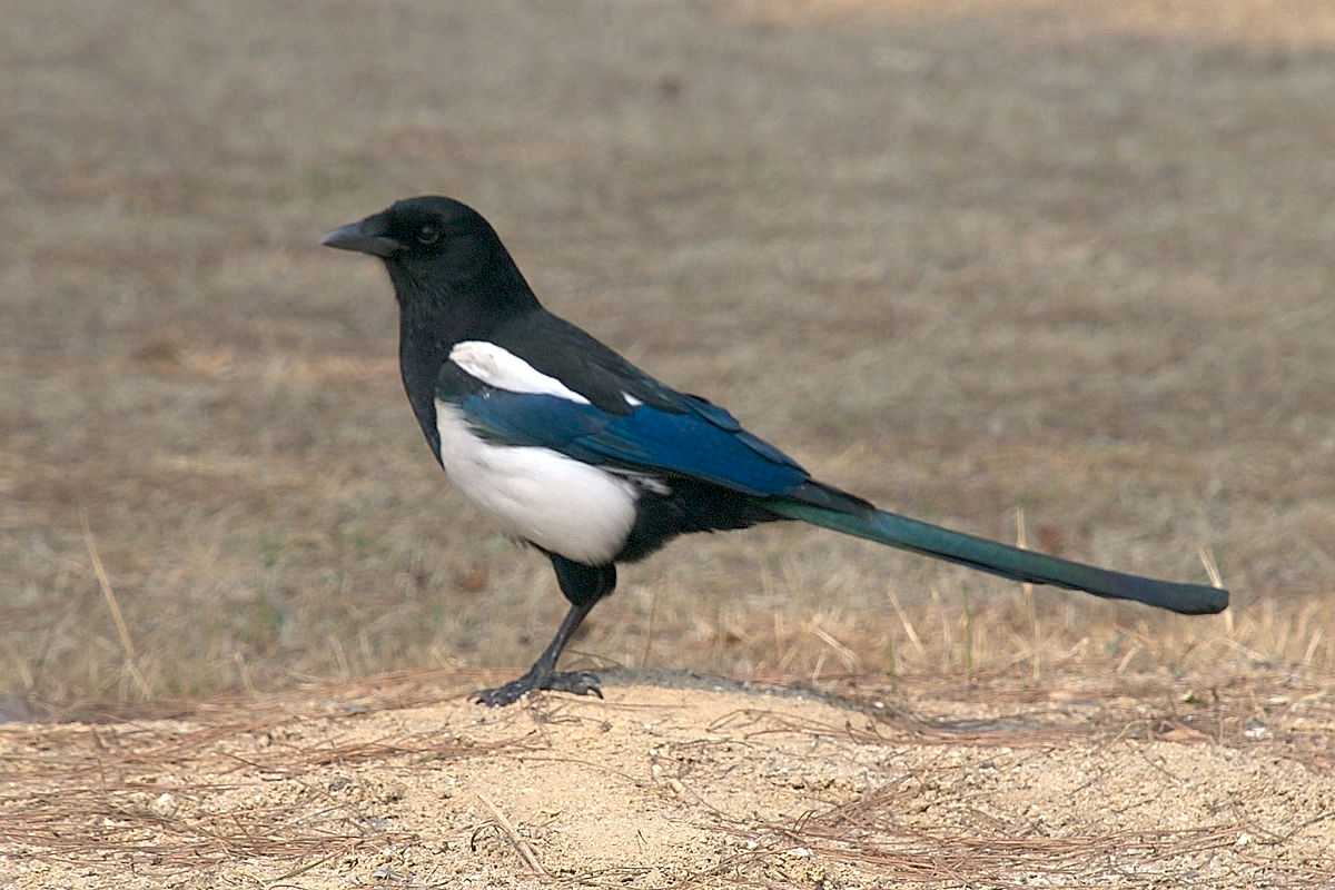 Black Magpie, Wildlife Sanctuaries in Bhutan