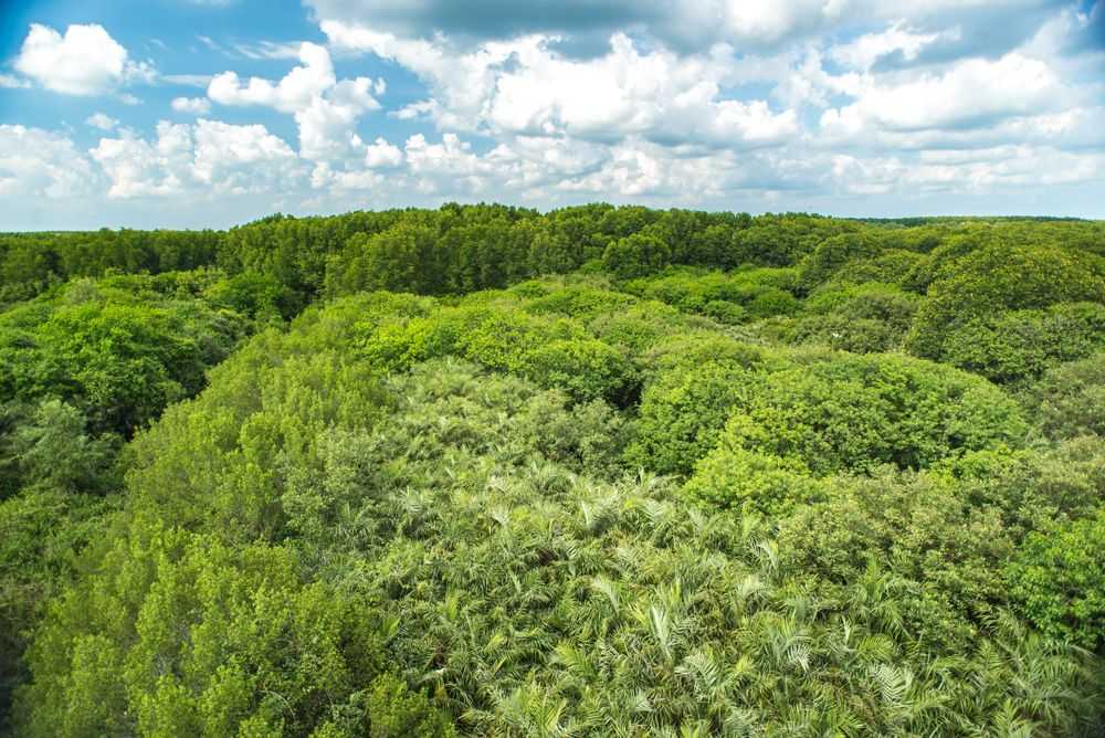 Can Gio Mangrove Forest Ho Chi Minh City Vietnam