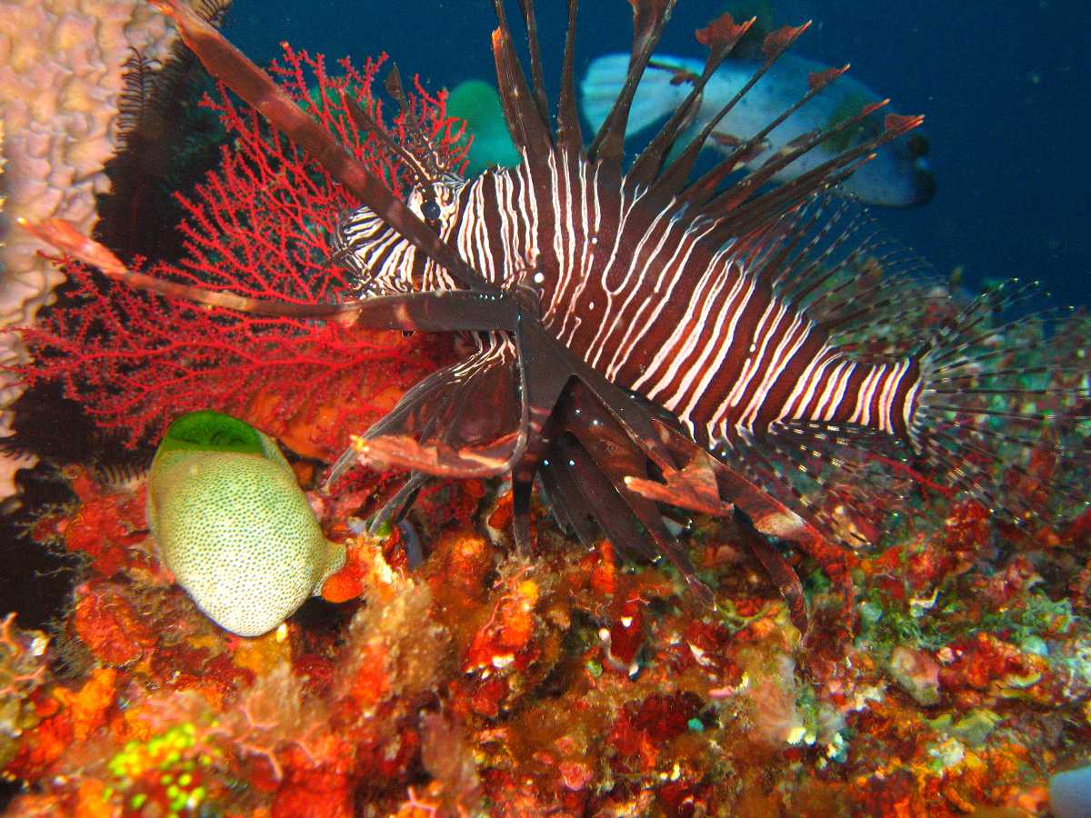 Snorkelling in Bali