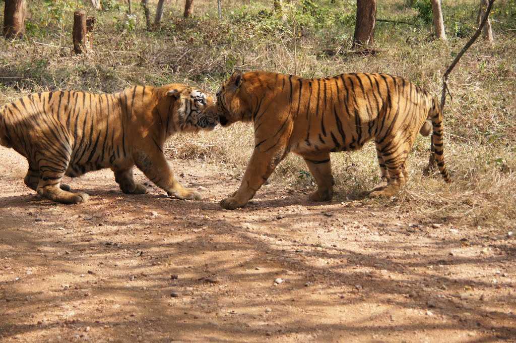 tyavarekoppa lion and tiger safari