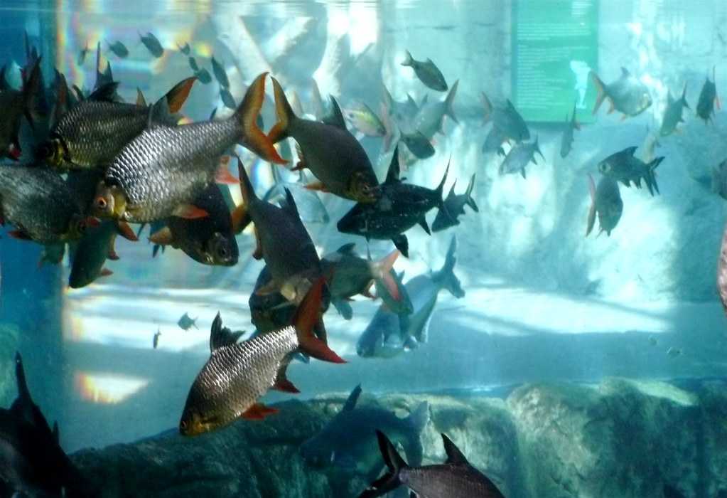 Houston aquarium and animal adventure, Houston (2024) Images, Timings