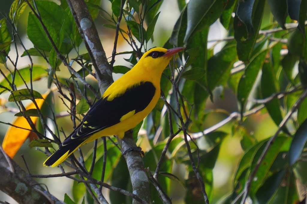 Winter Season, Mudumalai, Golden Oriole