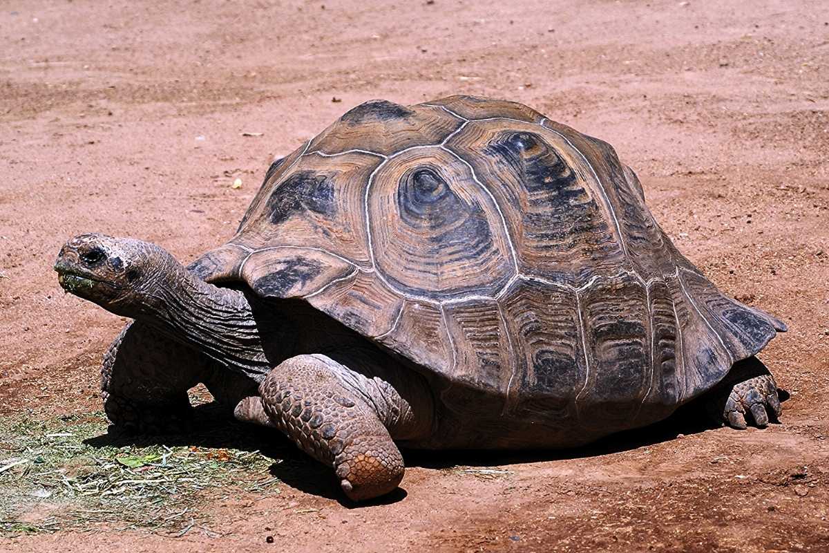 Aldabra tortoise, Wildlife in seychelles