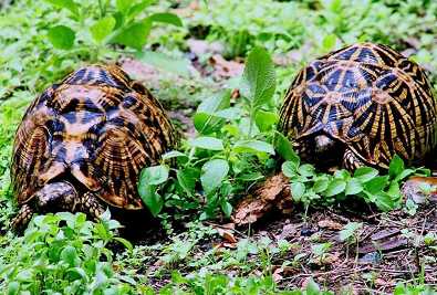 Animals at the park