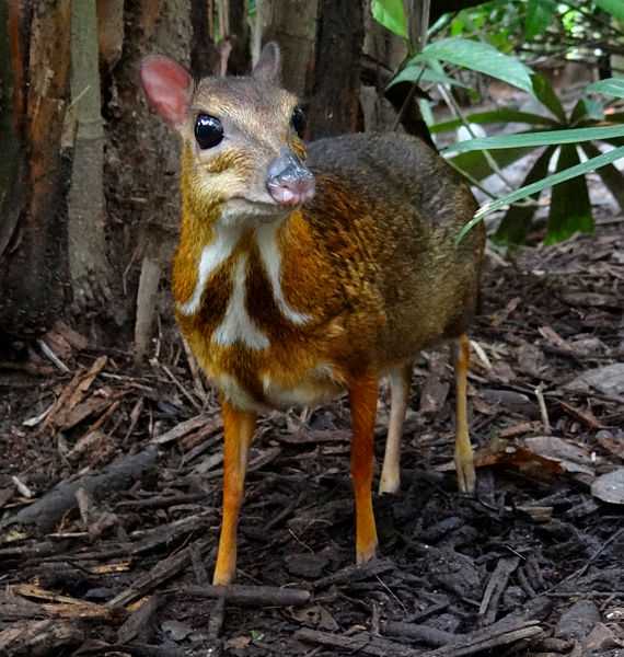 Mouse Deer