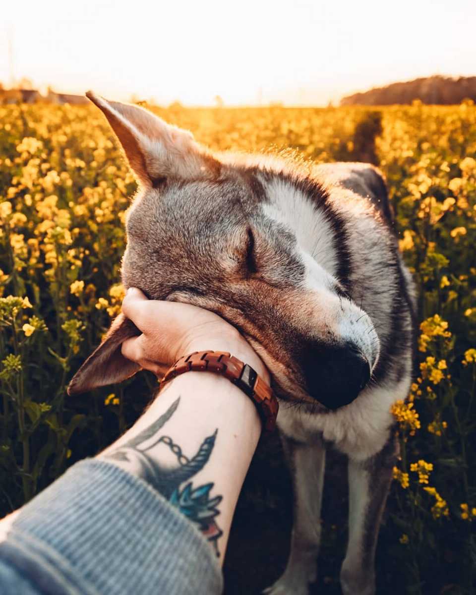 sitka the wolf dog posing with sunset