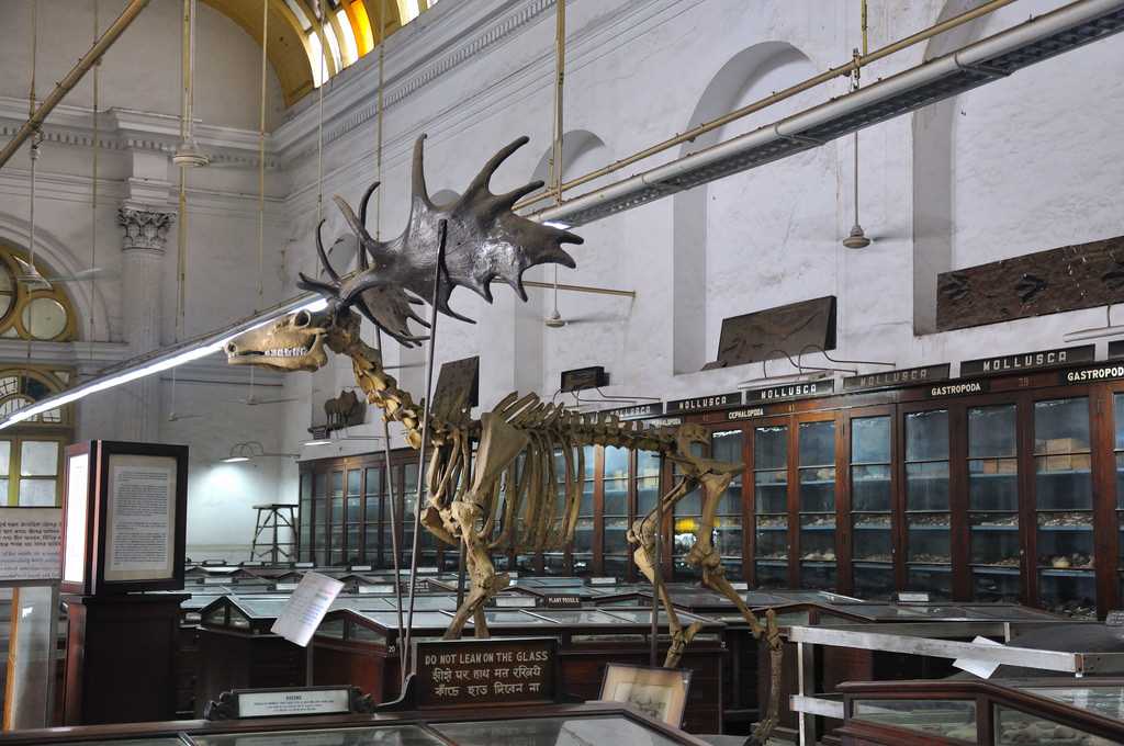 art galleries in india, indian museum kolkata