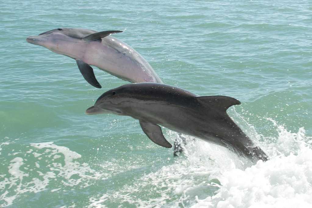 Dolphin Watching in Muscat