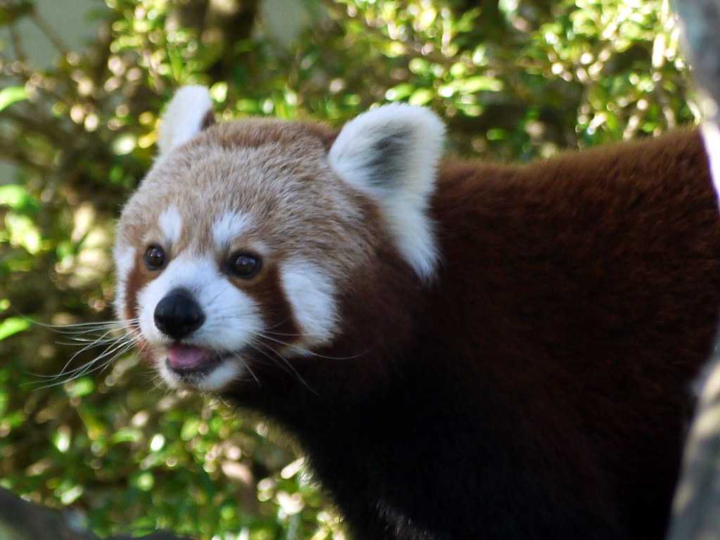 Red-panda at Auckland Zoo