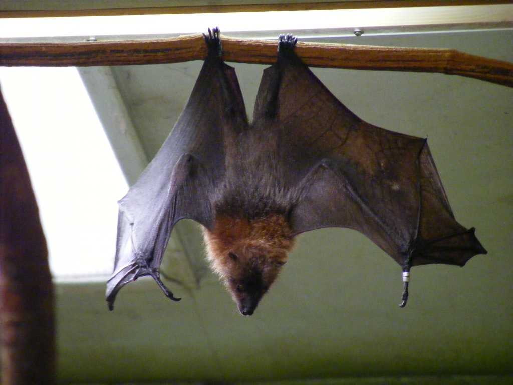 Bats in Rodrigues island