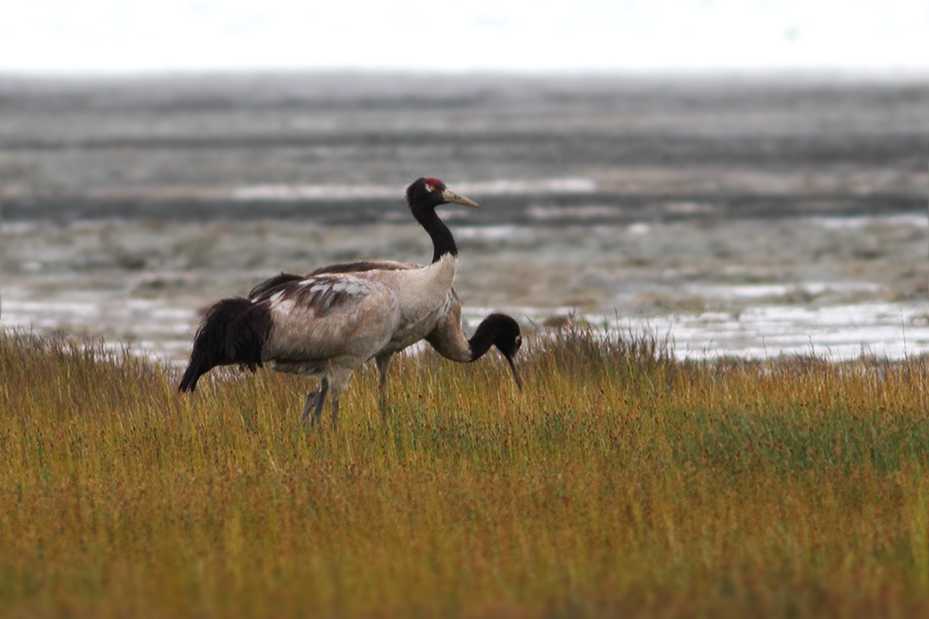 National Parks of Bhutan, Black Necked Crane