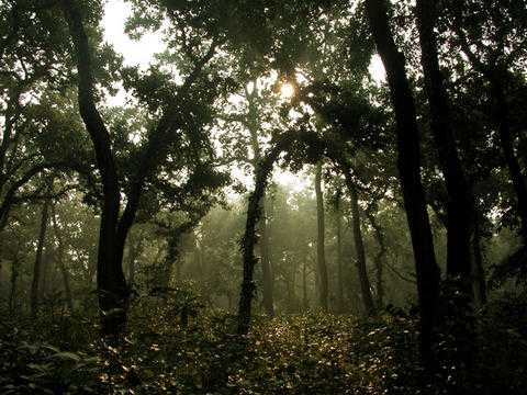 Sal Trees, Wildlife Sanctuaries in Bhutan