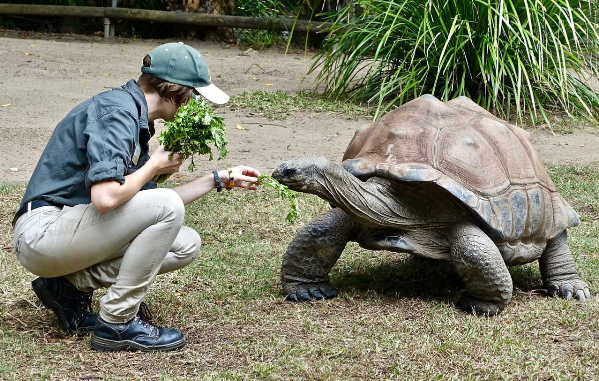 mauritius safari