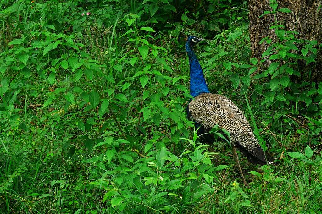 Monsoon Season, Mudumalai