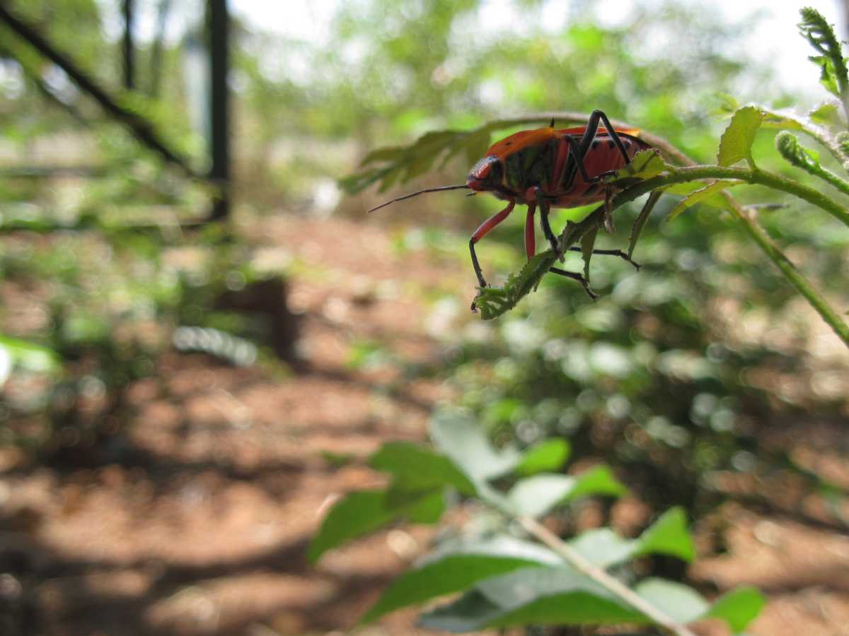 Chikhaldara Botanical Garden