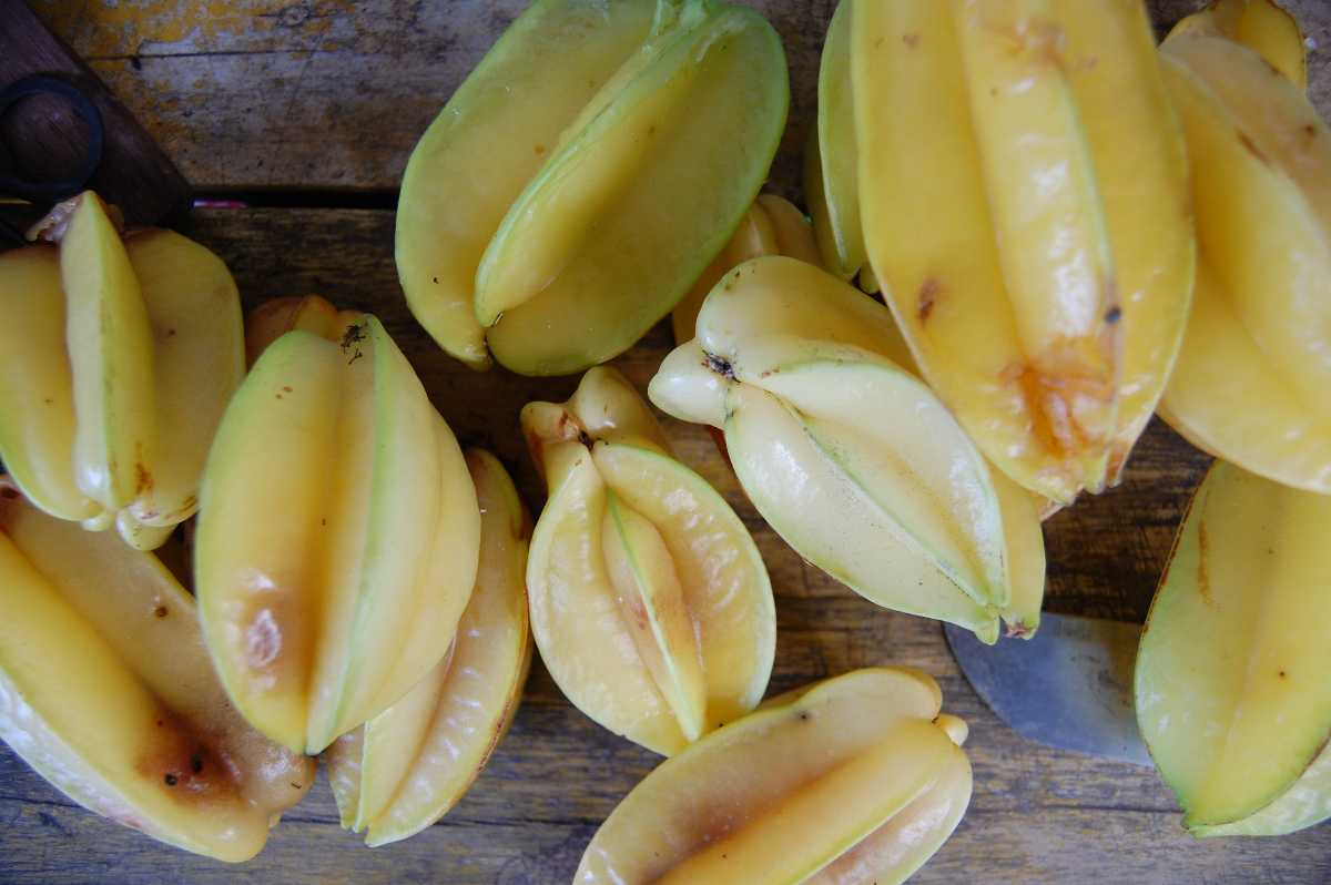 Starfruit, Wildlife in Seychelles