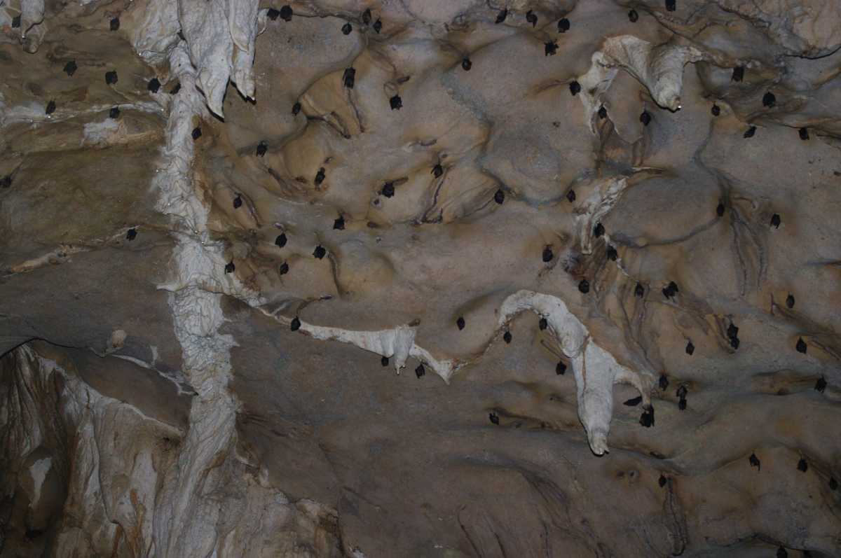 Bukit Lawang Bat Cave