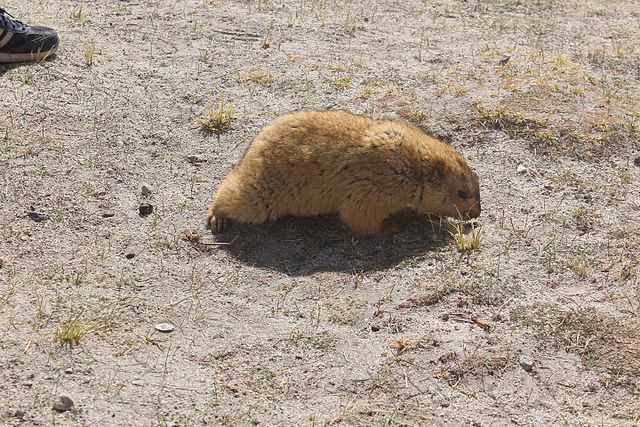 Himalayan Marmots at Changthang Wildlife Sanctuary