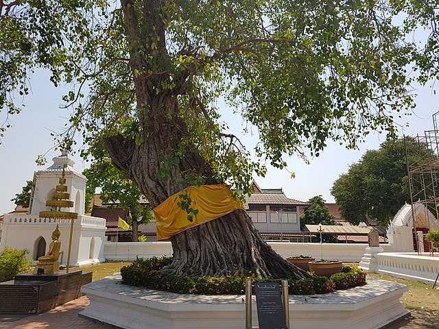 Wat Suwandararam Bodhi Tree