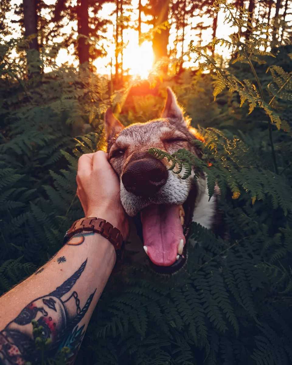 Peek a boo moment with SItka the Wolf dog