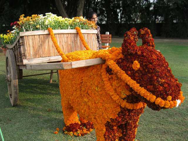 Peculiar Arrangement Of Flowers