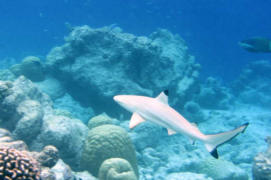 Snorkelling in Bali