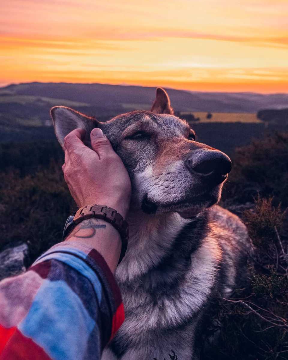 Sitka the wold dog enjoying sunsets