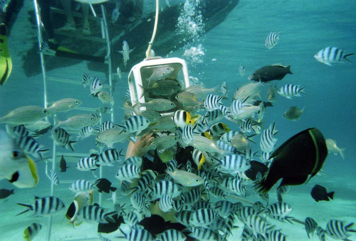 Scuba Diving in Bora Bora