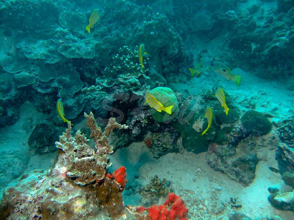 Snorkeling