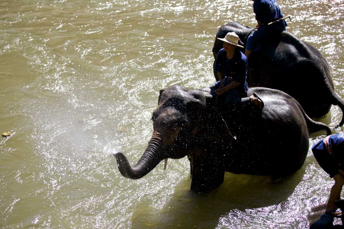 Maetaman Elephant Camp