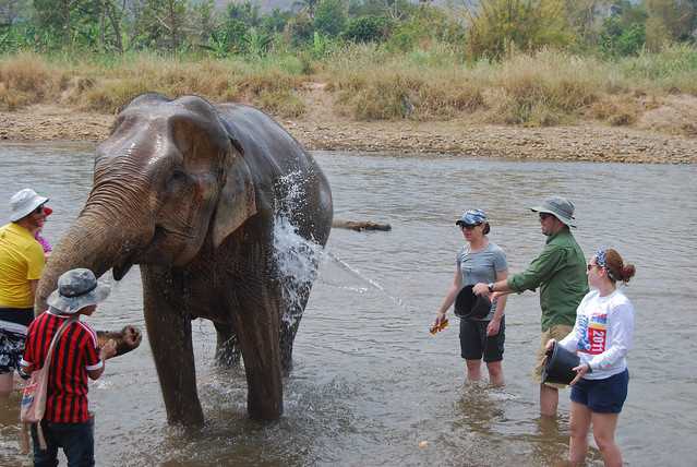 Elephant Nature Park, Chiang Mai