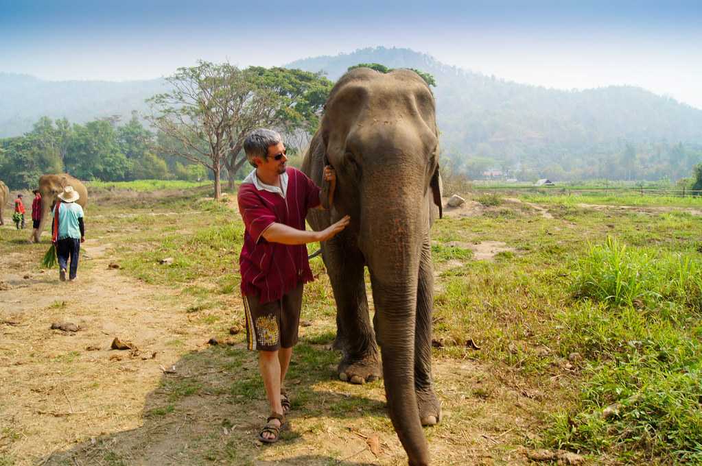 elephant thailand tour