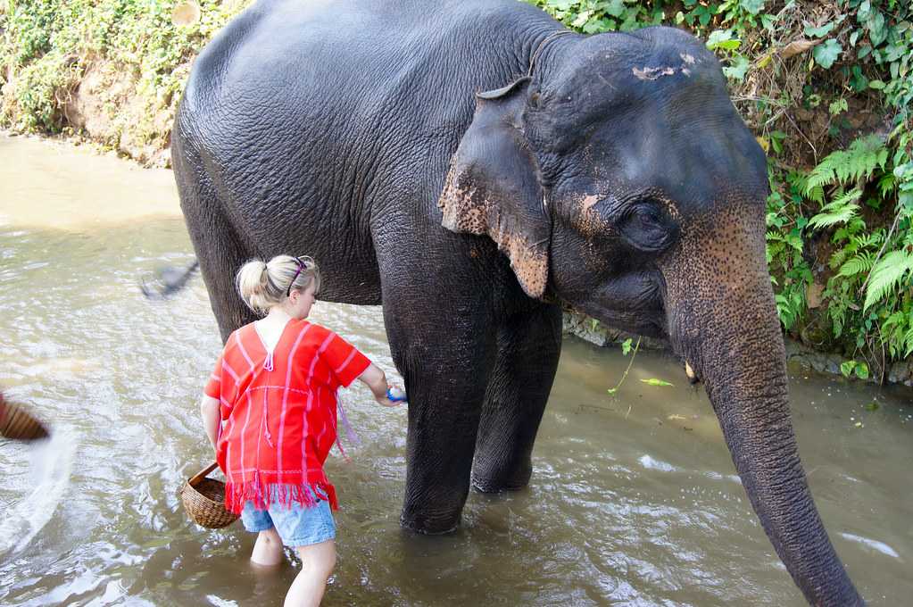 safari world elephant ride
