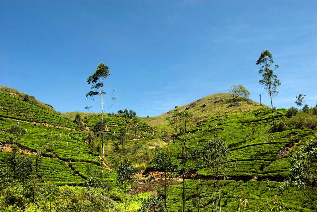 Luscious Tea Plantations