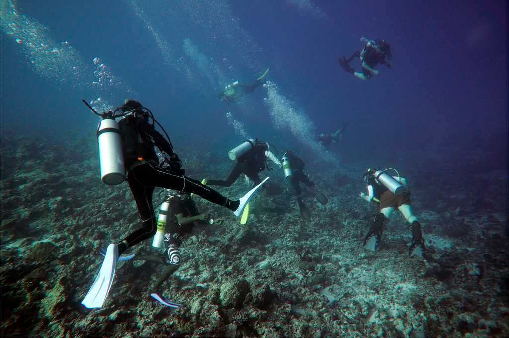 Hammerhead Dive Spots