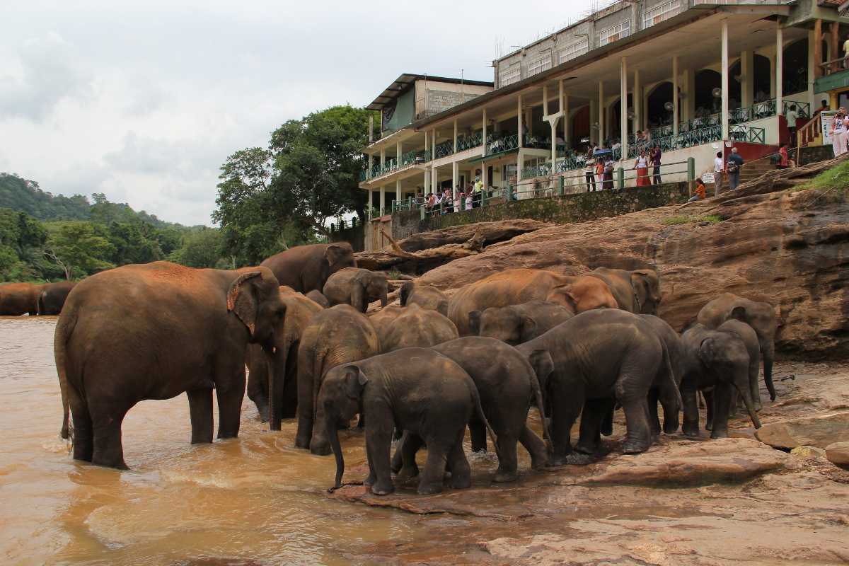 Pinnawala Elephant Orphanage, Elephants in Sri Lanka