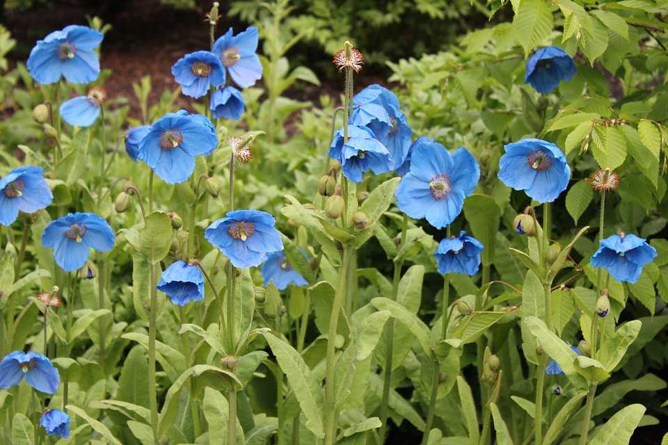 National Parks of Bhutan, Blue Poppy Flowers