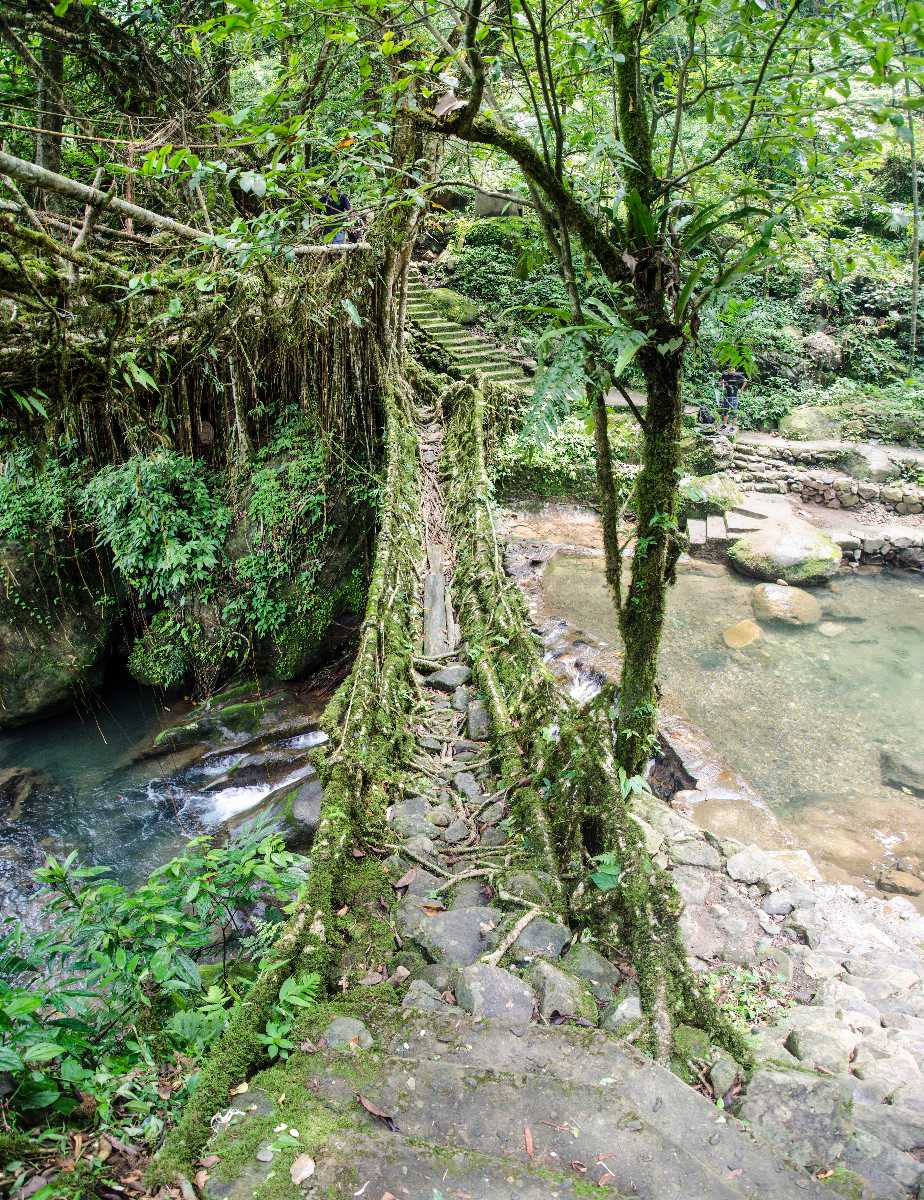 Double Decker Living Root Bridge