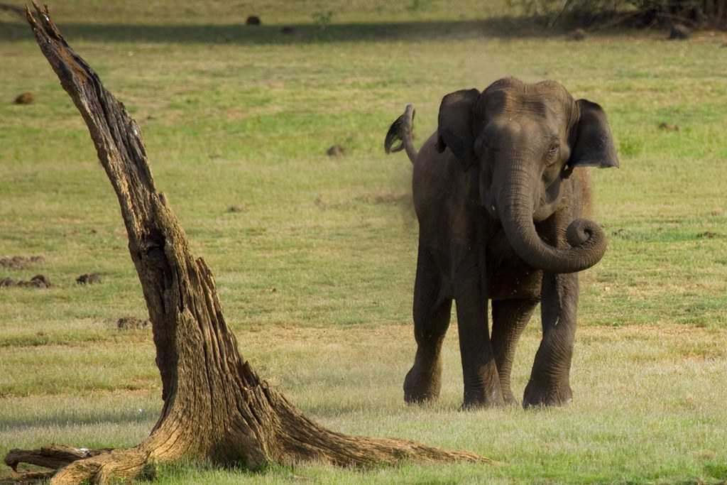 Charging Elephant in Kabini Forest