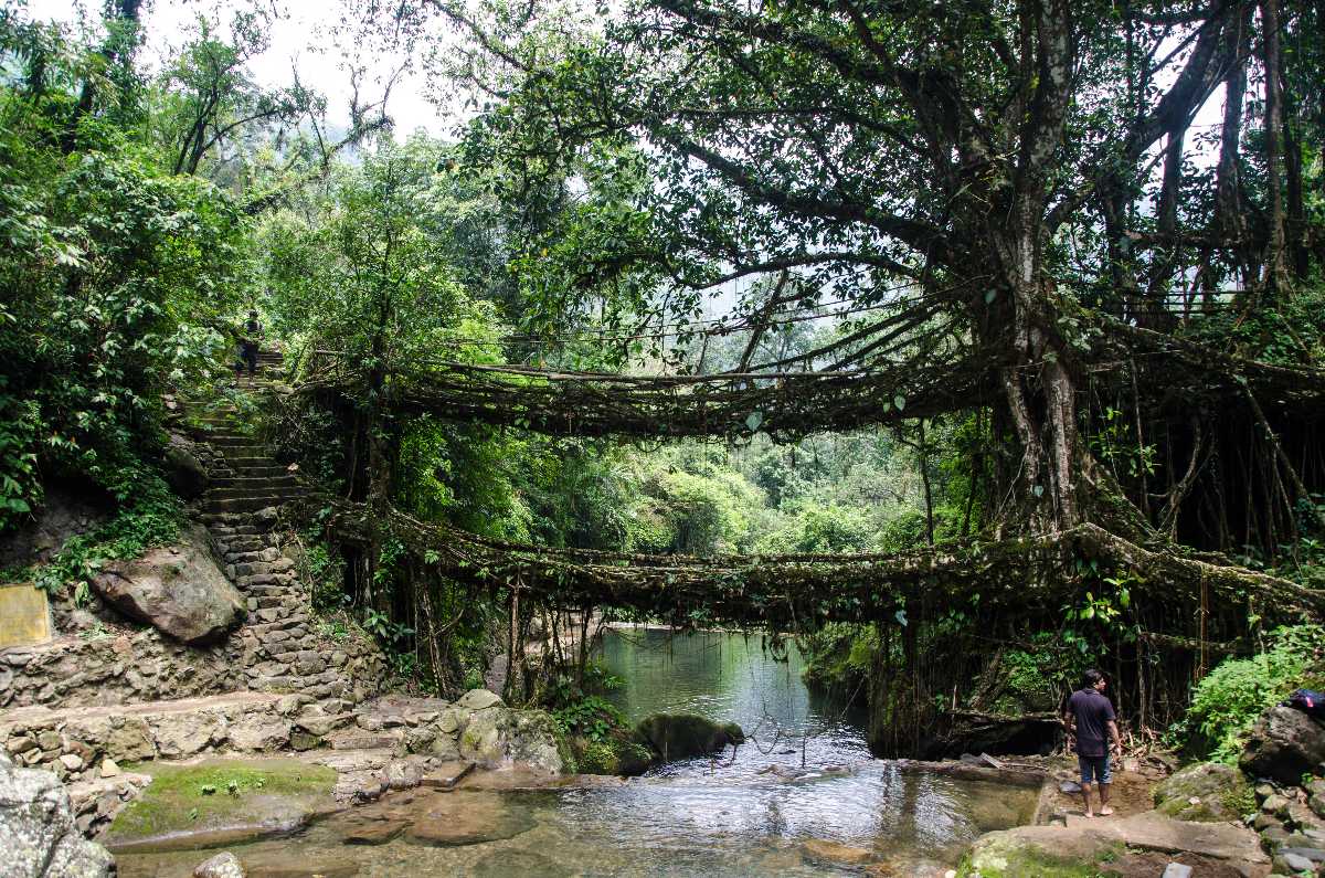 Double Decker Living Root Bridge